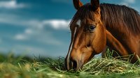 Chestnut horse grazing fresh green grass in sunny meadow with blue sky background. Farm animal feeding outdoors in natural pasture landscape setting.
