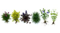 Six diverse garden plants with exposed roots arranged in a row, isolated on white, showcasing herbs and flowering species for botany and gardening.
