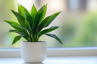 Vibrant green dracaena plant with glossy leaves growing in modern white ceramic pot on windowsill with soft natural daylight and blurred background.