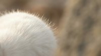 Close-up of soft white animal fur with fine texture and natural lighting showing detailed hair strands and follicles for pet care or veterinary content.