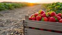Fresh ripe strawberries in wooden crate at sunset on farm field. Organic berry harvest agriculture concept for healthy eating and farming industry.