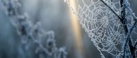 Delicate spider web covered in morning frost crystals with golden sunlight streaming through winter branches creating magical atmospheric scene.