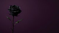 Black rose with stem and leaves against deep purple background, isolated for design use on apparel, invitations, and digital projects.