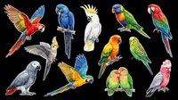 Colorful parrot clipart set with macaws, cockatoos, and parakeets, isolated on transparent background, ready for stickers, t-shirt design, and print on demand.