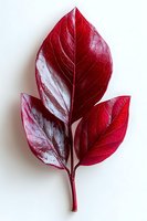Red autumn leaf branch with detailed veins isolated on white background for seasonal design projects and nature themed graphics.