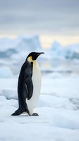 Emperor penguin standing alone on pack ice in Antarctic wilderness with icebergs in soft focus background. Wildlife and nature photography for editorial and educational use.