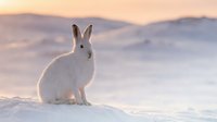 White arctic hare sitting on snow during golden hour sunset with mountain backdrop. Winter wildlife photography for nature and seasonal content.