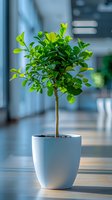 Small decorative tree with bright green leaves growing in white ceramic pot on wooden surface against blurred modern interior background. Natural home decor element.