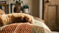 Orange tabby cat sleeping peacefully on cozy knitted blanket in warm sunlit living room interior with rustic wooden furniture and houseplants.