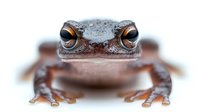 Close up macro shot of brown tree frog with large orange eyes and wet skin sitting still and looking directly at camera, selective focus on face against blurred background.