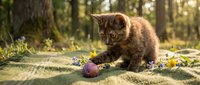 Brown tabby kitten playing with toy ball on sandy ground surrounded by wildflowers and forest trees, outdoor pet photography for animal lovers and nature themes.