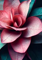 Vibrant pink tropical flower with detailed veined petals and teal leaves creates dramatic contrast against dark background, suitable for wall art and nature decor.