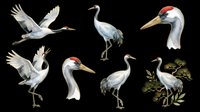 Red-crowned cranes set with pine branch, isolated on transparent background. Clipart for t-shirt design, stickers, sublimation, print on demand, and digital crafts.