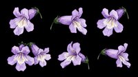 Delicate purple iris flowers with yellow centers isolated on transparent background. Ready for t-shirt designs, clipart, stickers, sublimation, print-on-demand products and digital crafts.