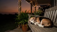 Golden retriever resting on wooden bench at dusk with warm string lights, potted plants, and scenic sunset backdrop, perfect for pet lifestyle and home decor content.