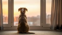 Dog sitting by window watching sunset cityscape from cozy home interior with warm golden light filtering through curtains creating peaceful domestic scene.