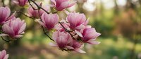 Pink magnolia flowers blooming on branches in spring garden with soft blurred background, suitable for nature and seasonal design projects.