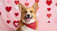 Happy Corgi dog wearing red polka dot bandana against pink background with red hearts for Valentine's Day celebration, pet love and romance concept.