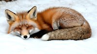 Red fox sleeping curled up in snow, displaying natural winter behavior. Peaceful wildlife scene shows rusty orange fur and fluffy tail of vulpes vulpes in natural habitat.