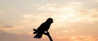 Silhouette of a parrot perched on a branch against a warm sunset sky with golden and orange hues, suitable for wildlife and nature backgrounds.