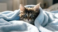 Adorable tabby kitten wrapped in soft blue blanket on bed, cozy domestic pet care scene with warm natural lighting creating peaceful home atmosphere.