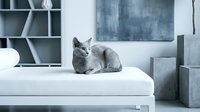 Gray tabby cat resting on white modern furniture in contemporary living room with geometric shelving and minimalist decor for pet lifestyle content.