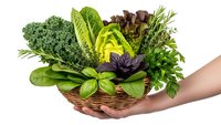 Fresh organic leafy greens and herbs in wicker basket held by hands, isolated on white background for healthy cooking and nutrition concepts.