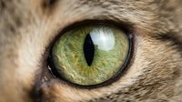 Close-up macro shot of cat eye with vibrant green iris and vertical pupil surrounded by detailed fur texture for pet photography and animal portraits.