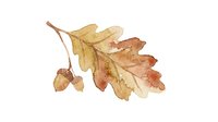 Watercolor autumn oak leaves in golden and russet tones isolated on white background, suitable for fall designs, seasonal graphics, and decorative projects.