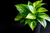 Fresh green pothos plant with variegated leaves growing in black pot against dark background, showing vibrant foliage detail and natural light reflection.