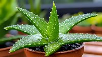 Fresh aloe vera plant with water droplets on thick green leaves growing in terracotta pot, natural healing herb and skincare ingredient in home garden.
