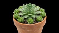 Succulent plants in terracotta pot isolated on transparent background, ready for design use on t-shirts, clipart, stickers, print-on-demand products, and sublimation projects.