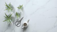 Small air plants in glass containers with scissors and coffee cup on white marble surface for home decor and plant care styling.