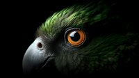 Close-up portrait of green parrot with striking amber eye against dark background, dramatic lighting highlights feather detail and curved beak in moody nature photography.