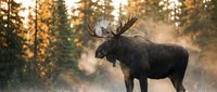 Majestic bull moose with large antlers standing in misty forest during golden hour sunrise, wildlife photography perfect for nature and outdoor adventure themes.