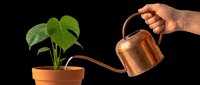 Hand watering a potted monstera plant with a copper watering can, isolated on transparent background, ready for t-shirt design, clipart, stickers, and print on demand.