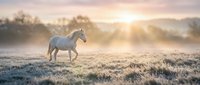 White horse walking through misty meadow at sunrise with golden light rays breaking through fog, suitable for equestrian, nature and wellness themes.