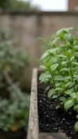 Young herb seedlings with water droplets growing in raised garden bed with blurred greenhouse background, suitable for gardening, agriculture, and organic farming concepts.