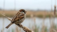 Small brown sparrow perched on branch overlooking wetland marsh habitat with reeds and water in soft focus background.