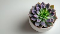 Purple and green echeveria succulent plant in white ceramic pot on neutral background, perfect for home decor and gardening projects.