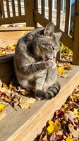 Gray tabby cat grooming itself on wooden deck surrounded by autumn leaves, with wooden railing and sunny outdoor setting, suitable for pet care, lifestyle, and seasonal content.