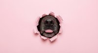 Black dog nose peeking through torn pink paper hole with tongue out, playful pet portrait on pastel background for creative design projects.
