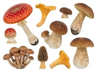 Isolated mushroom and toadstool varieties including red amanita, chanterelle, porcini, and morel species on white background. Suitable for educational materials, culinary guides, botanical illustrations, and design projects.