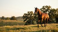 Majestic brown horse galloping freely across golden meadow at sunset with oak trees in pastoral countryside landscape for equestrian and nature themes.