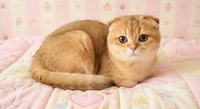 Adorable golden Scottish Fold kitten with folded ears lying on soft pink floral blanket. Cute domestic cat pet resting indoors on cozy bedding.