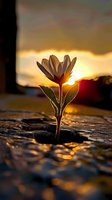 Single daisy flower growing through rocks backlit by golden sunset, creating dramatic silhouette with glowing edges and bokeh reflections on wet surface.