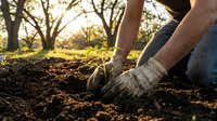 Hands in gardening gloves planting young green seedling in rich soil during golden hour sunlight. Environmental conservation and sustainable agriculture concept.