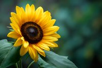 Vibrant yellow sunflower with dark brown center against blurred green background, showcasing natural beauty for gardening and floral design projects.