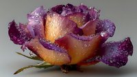 Purple and orange rose with water droplets on petals creating stunning color gradient effect on neutral background for romantic designs.