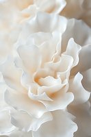 Delicate white carnation petals in soft macro photography showing gentle curves and layers with subtle peach undertones, creating an ethereal floral abstract.